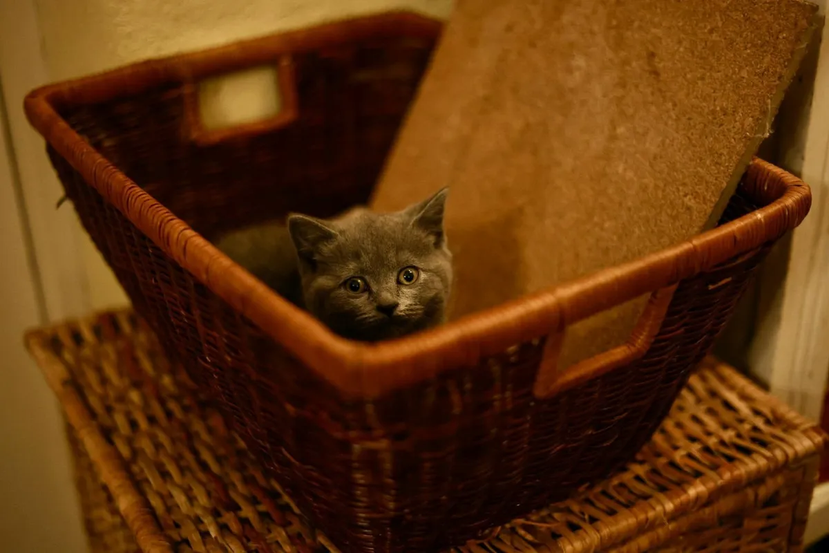 British blue kittens - Image 2