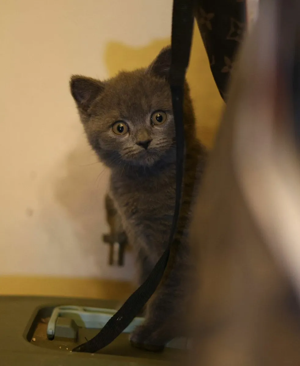 British blue kittens - Image 3