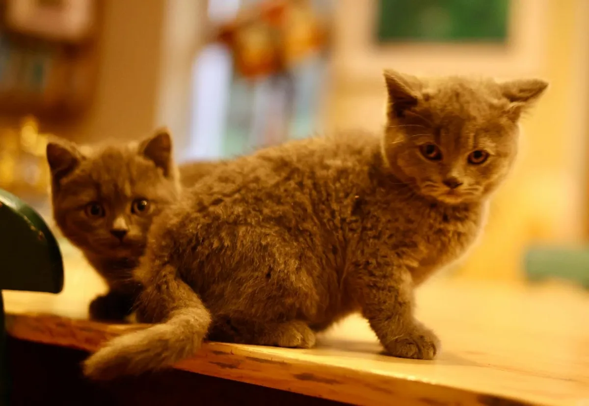 British blue kittens - Image 4