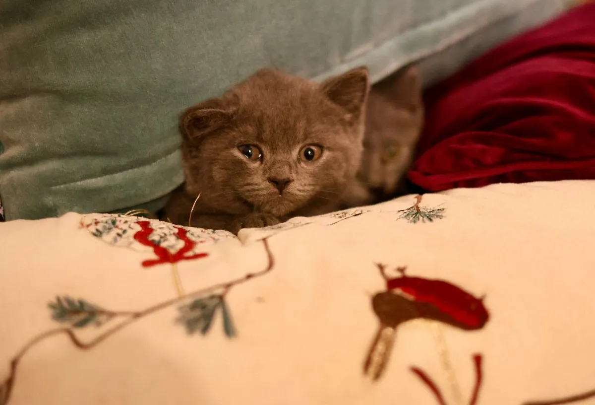 British blue kittens - Image 1