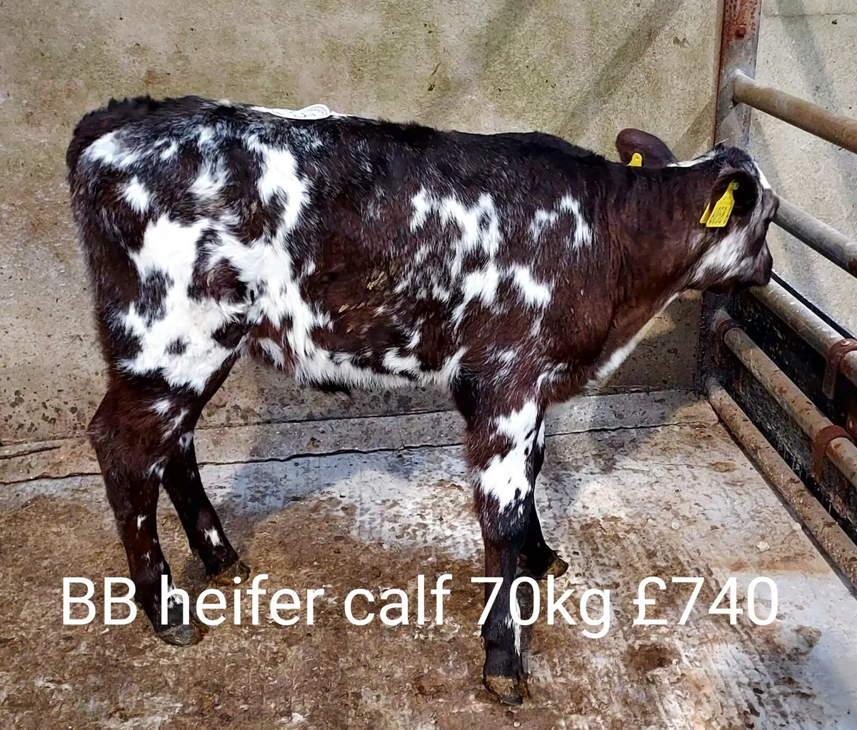 Calf Sale Photo Report - Image 1