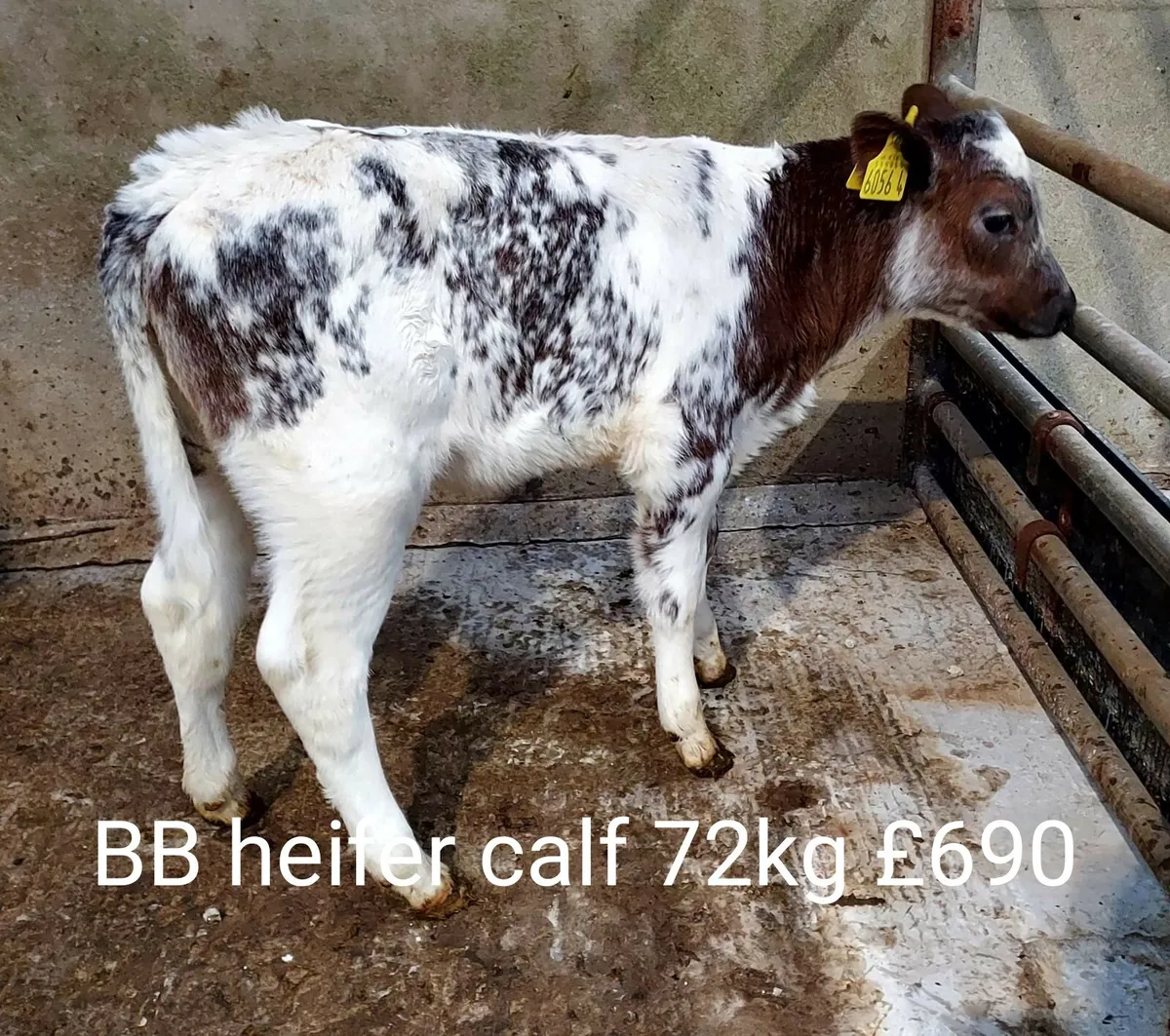 Calf Sale Photo Report - Image 2