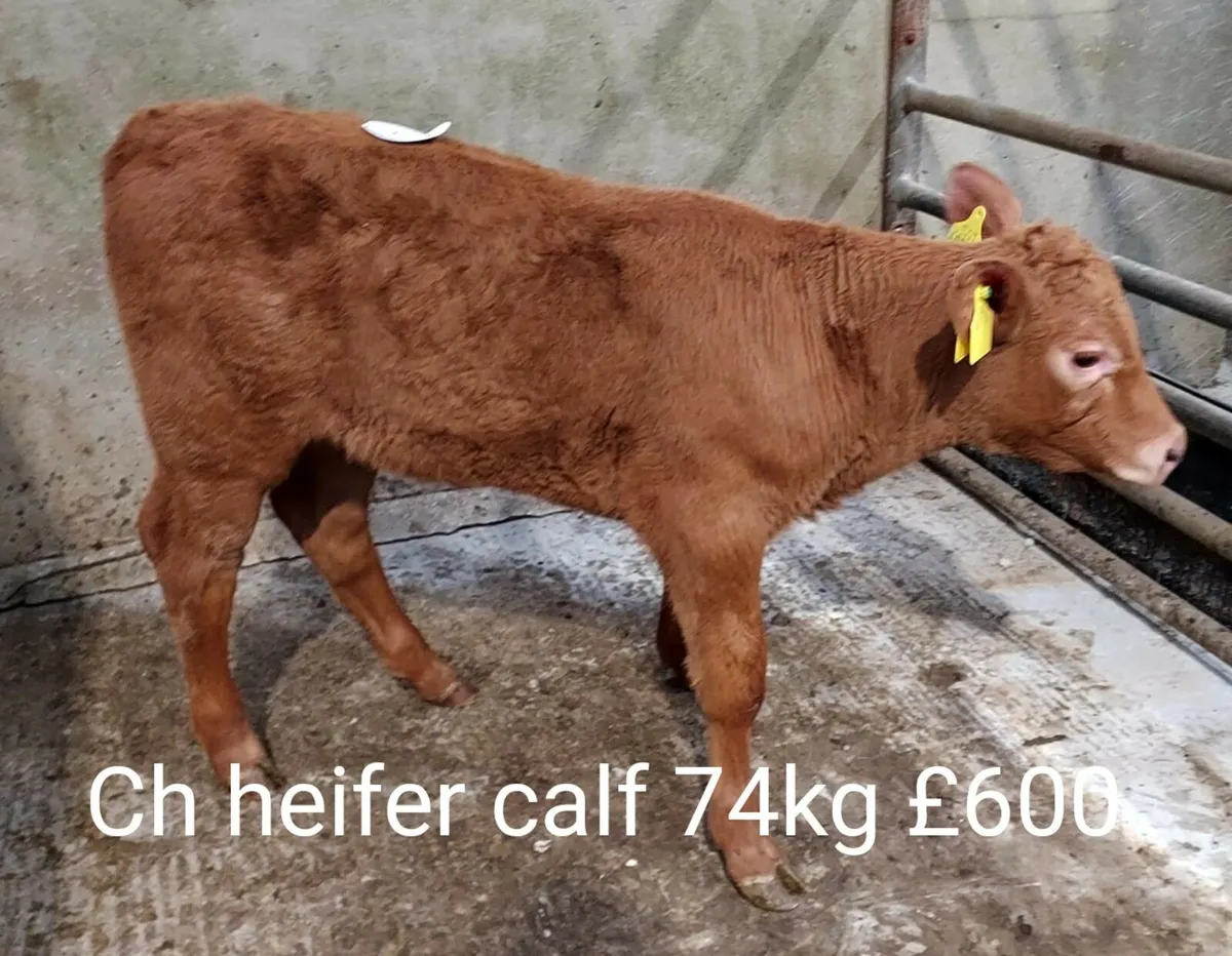 Calf Sale Photo Report - Image 3