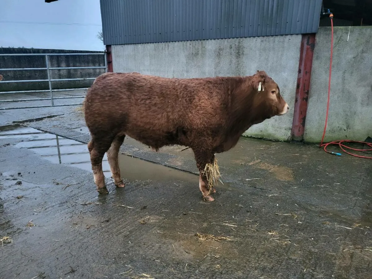 Limousin Bulls - Image 1