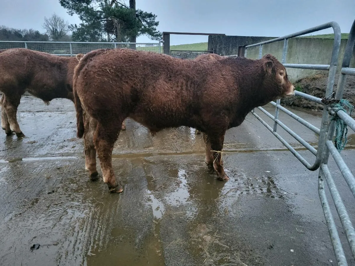 Limousin Bulls - Image 2