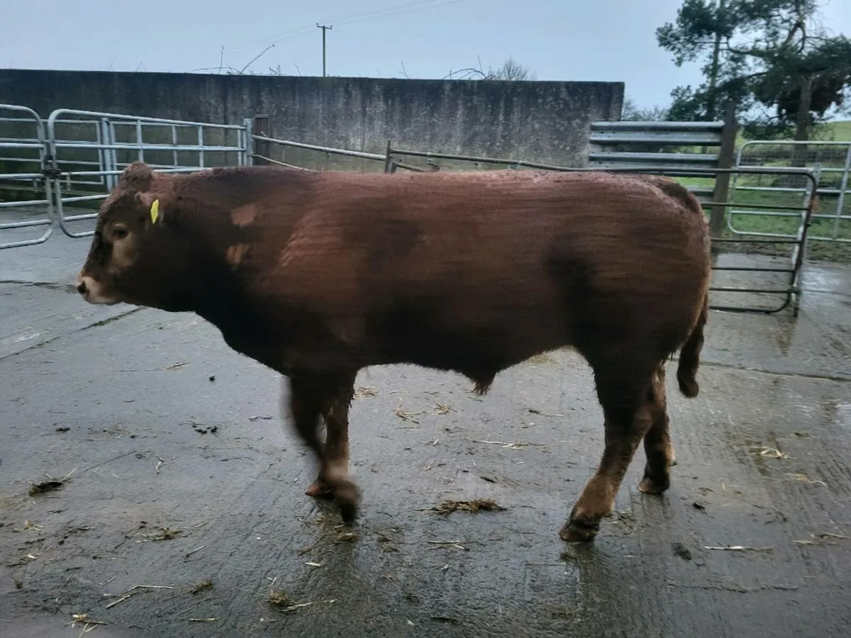 Limousin Bulls - Image 3