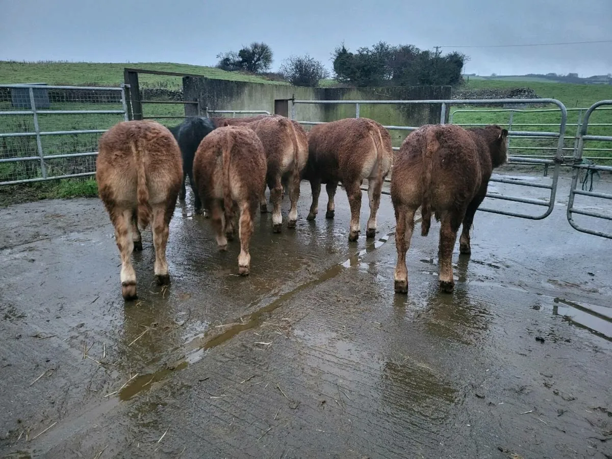 Limousin Bulls - Image 4