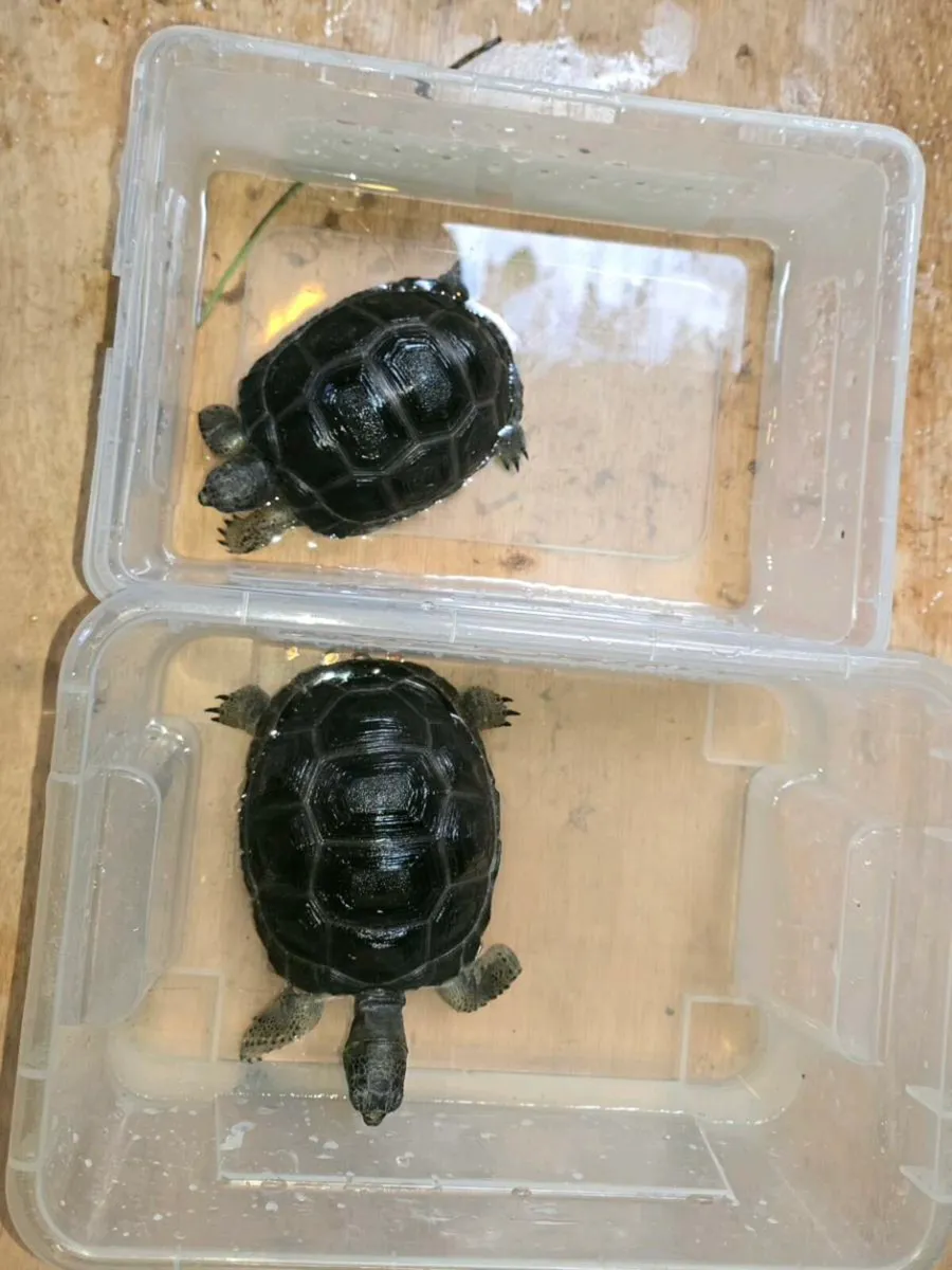 Rehome Aldabra  Tortoises  - Image 2