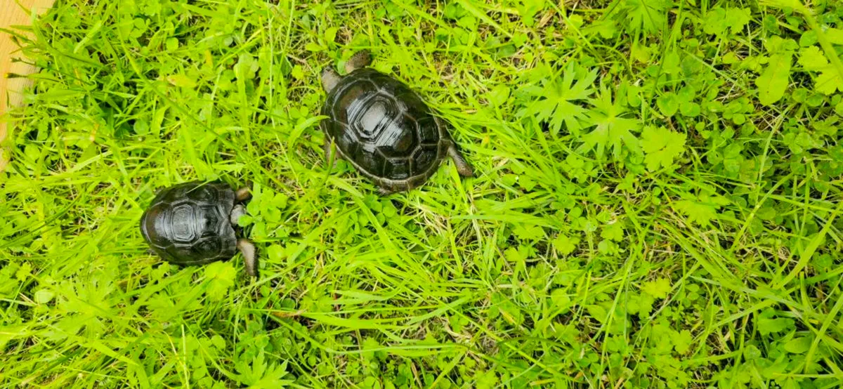 Rehome Aldabra  Tortoises  - Image 3