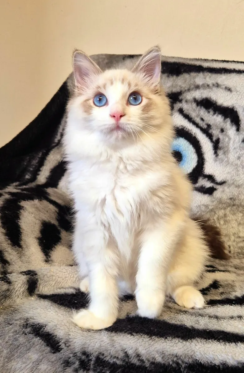 Ragdoll male kitten - Image 1