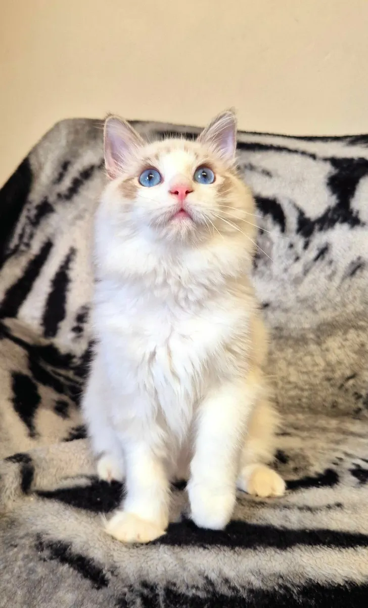 Ragdoll male kitten - Image 2