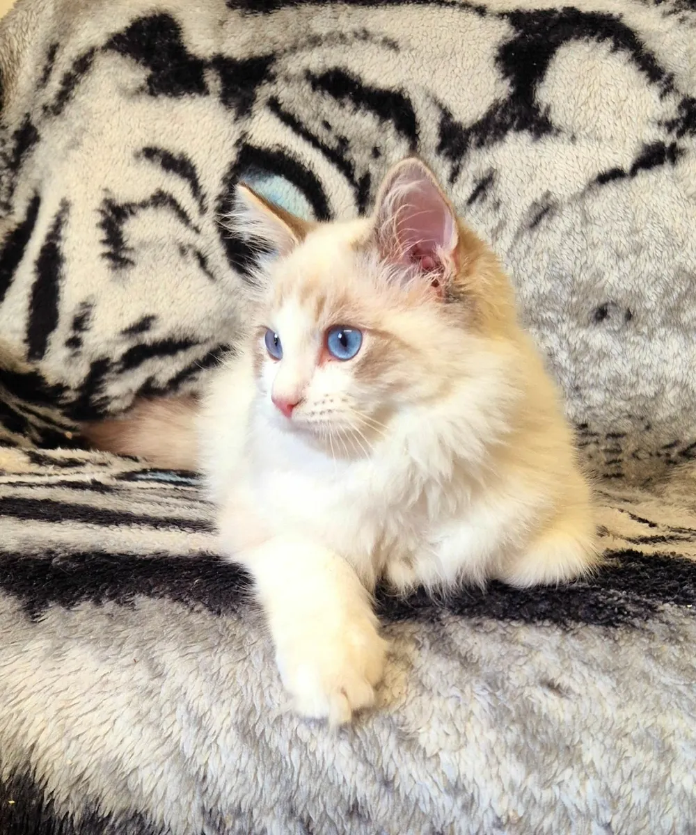 Ragdoll male kitten - Image 4