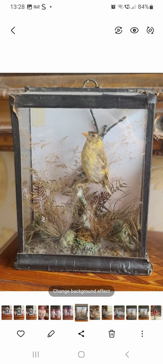 Taxidermy bird POSTAGE AVAILABLE - Image 2