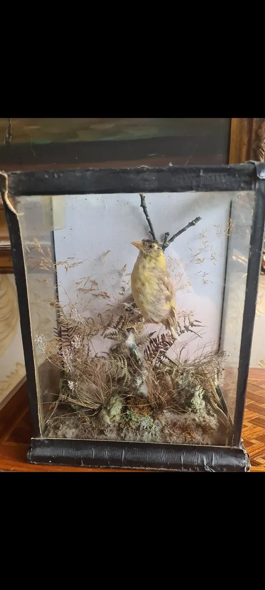 Taxidermy bird POSTAGE AVAILABLE - Image 1