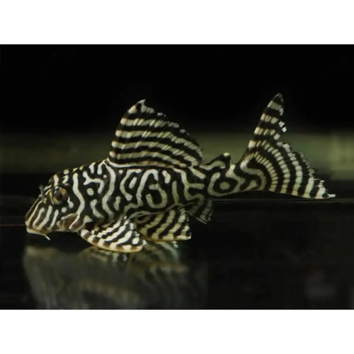 L333 King Tiger Pleco 2-3 cm - Image 1