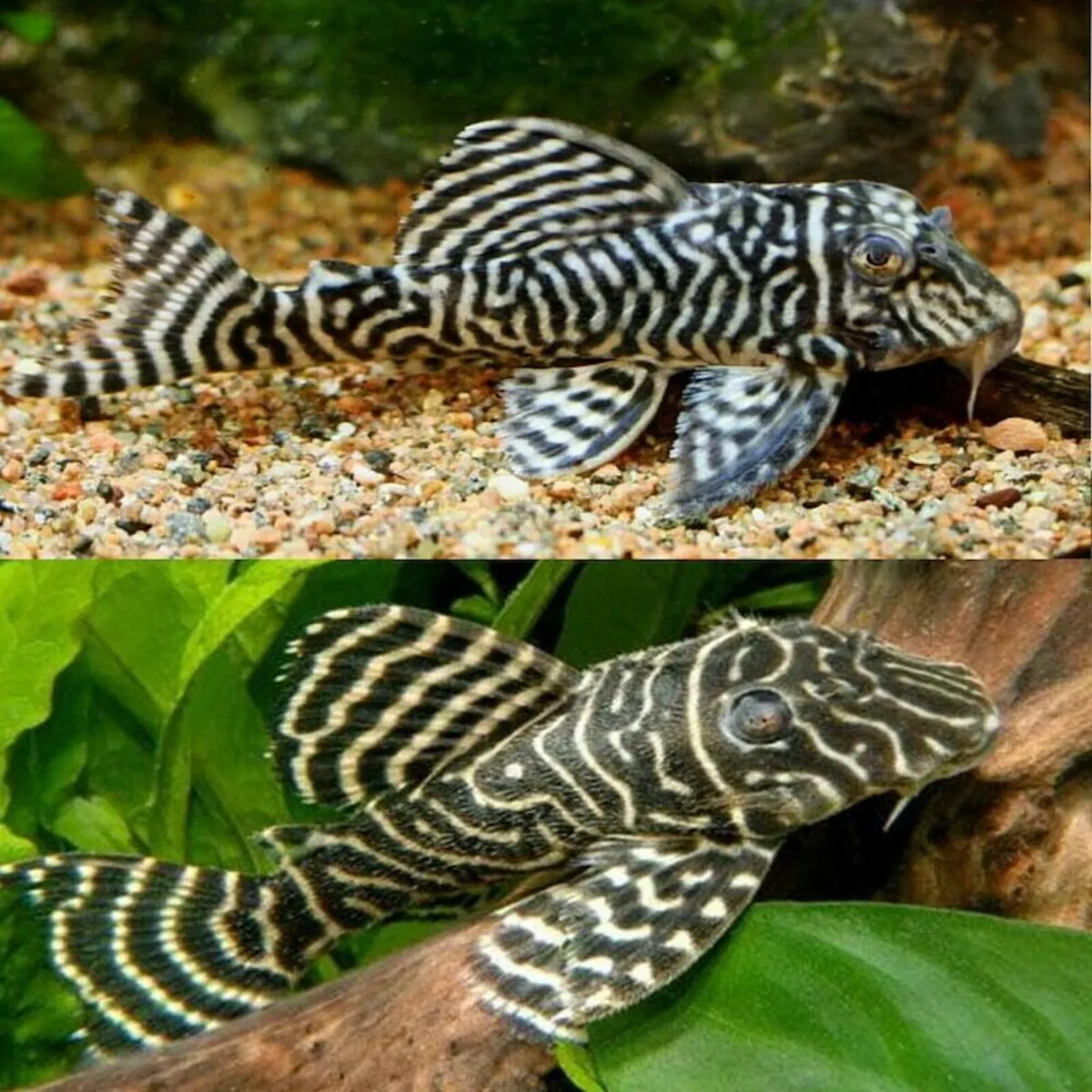 L333 King Tiger Pleco 2-3 cm - Image 3