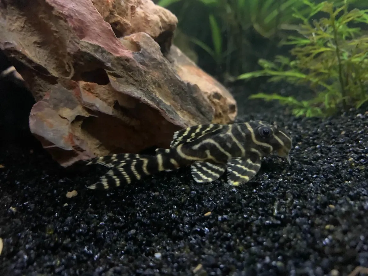 L333 King Tiger Pleco 2-3 cm - Image 4