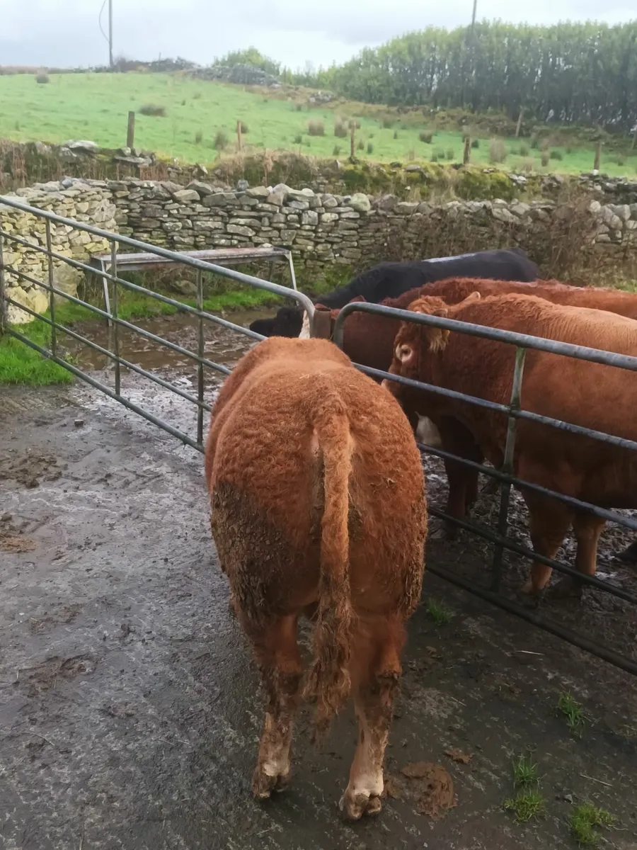Limousin bull for balla 6th December - Image 2