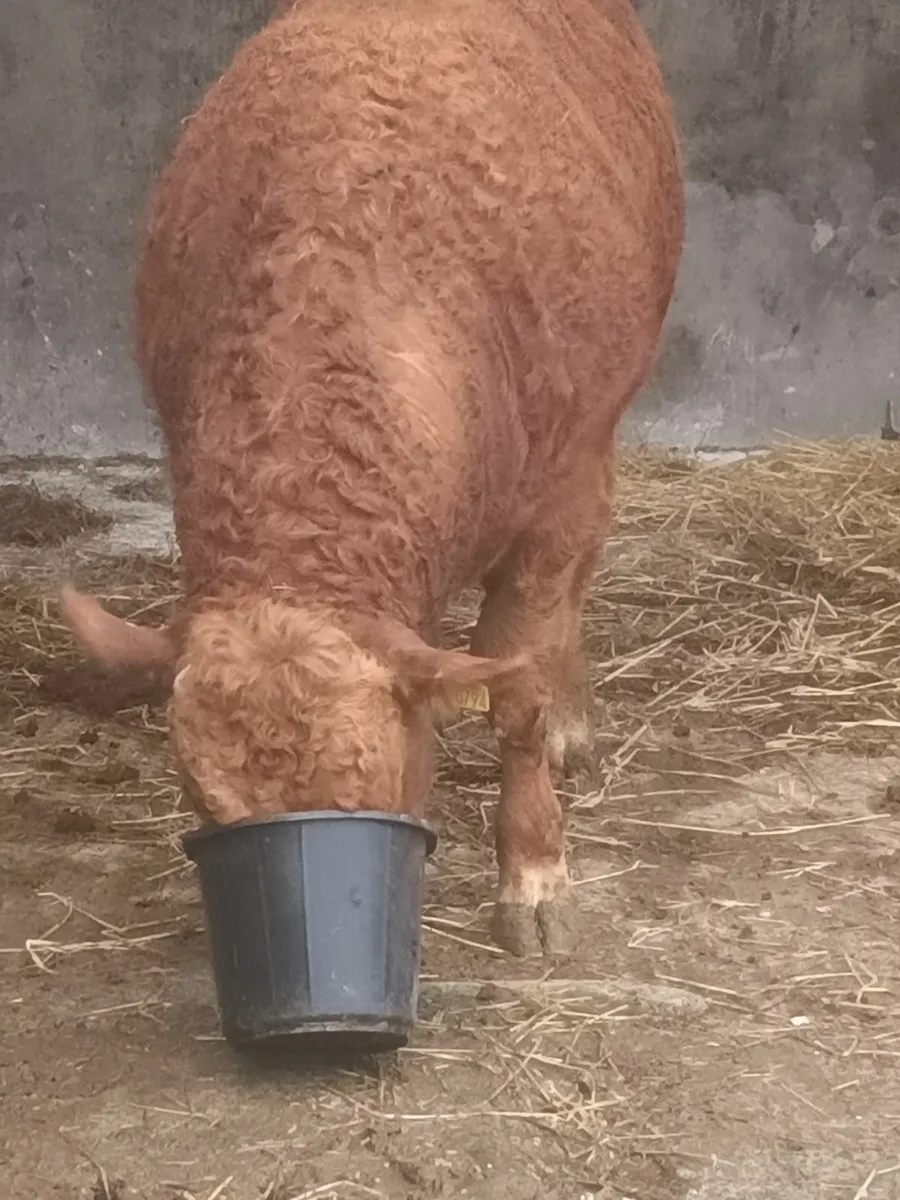 Limousin bull for balla 6th December - Image 3