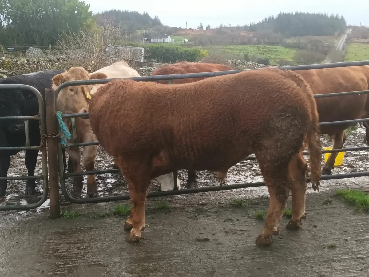 Limousin bull for balla 6th December - Image 4