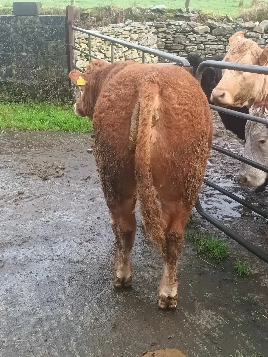 Limousin bull for balla 6th December - Image 1