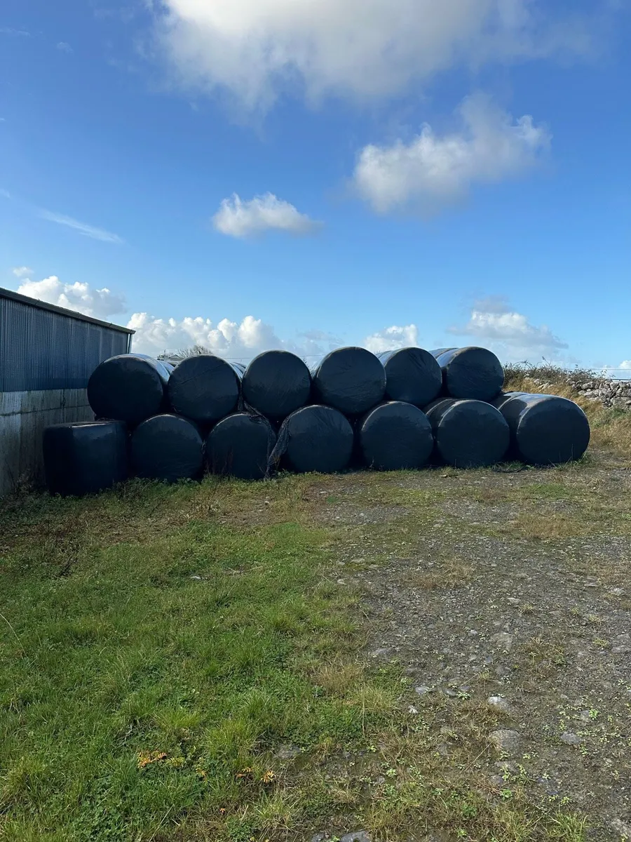 Horse Haylage For Sale
