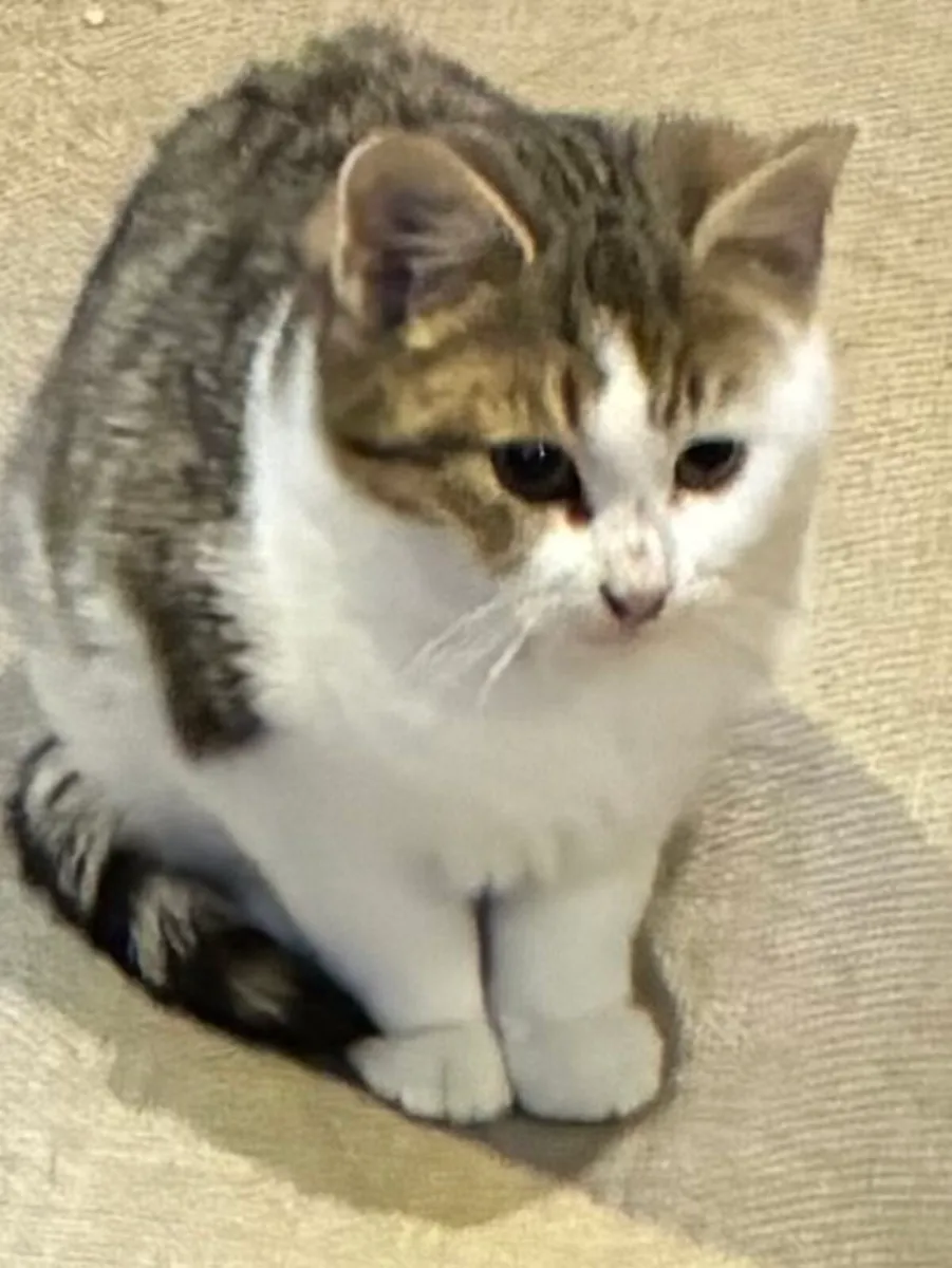 Catstrust adoption and protection. Rescued . - Image 3