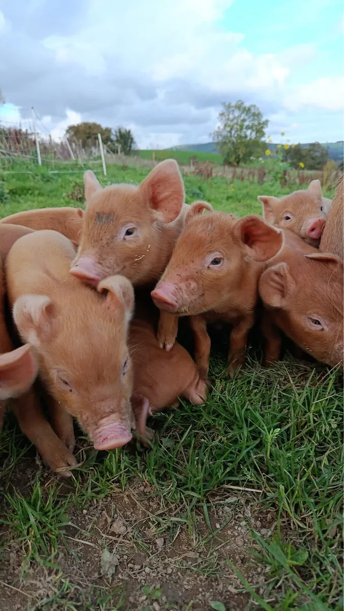 Organic Tamworth Weaner Piglets - Image 1