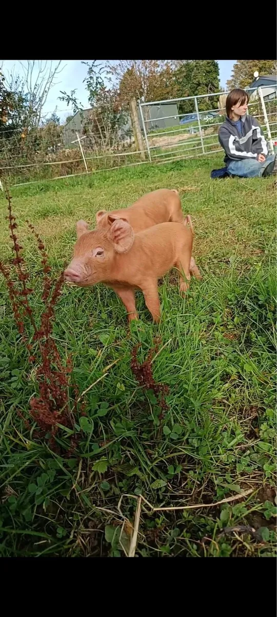 Organic Tamworth Weaner Piglets - Image 2