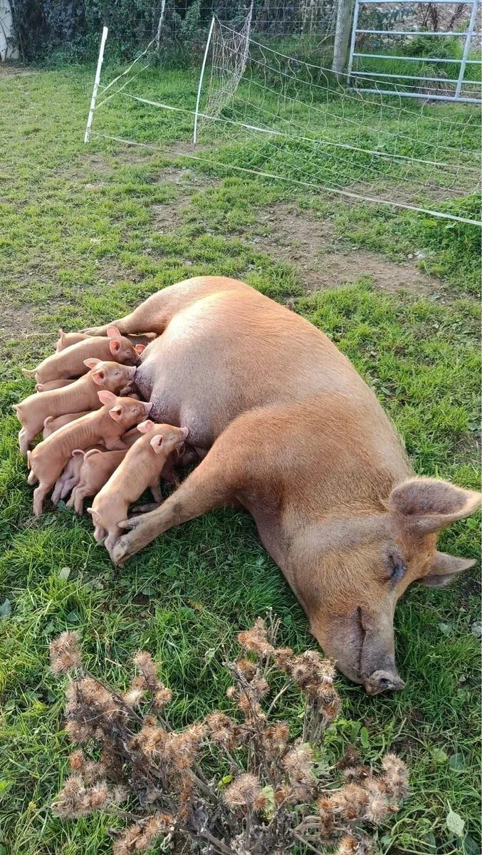 Organic Tamworth Weaner Piglets - Image 3