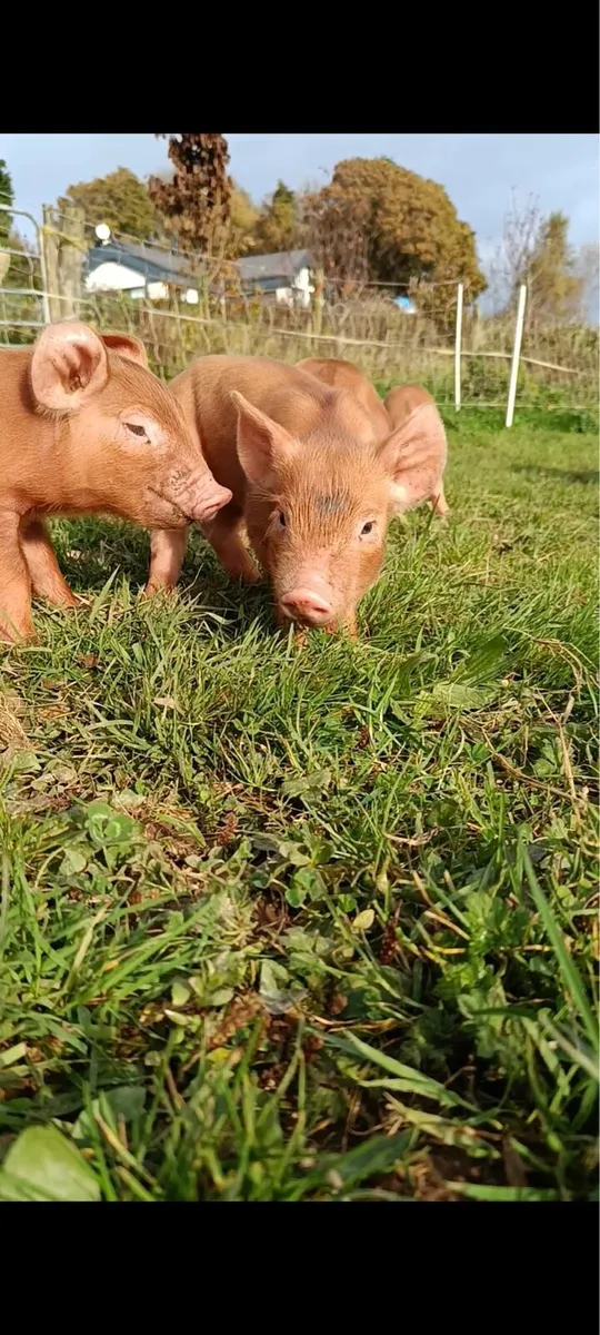Organic Tamworth Weaner Piglets - Image 4