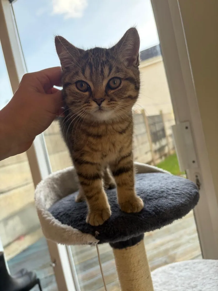British short hair almost 3 month kitten - Image 2