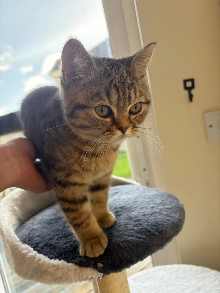 British short hair almost 3 month kitten - Image 3