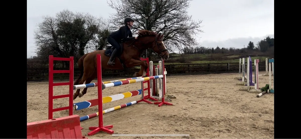 16.2hh 16yo schoolmaster - Image 1