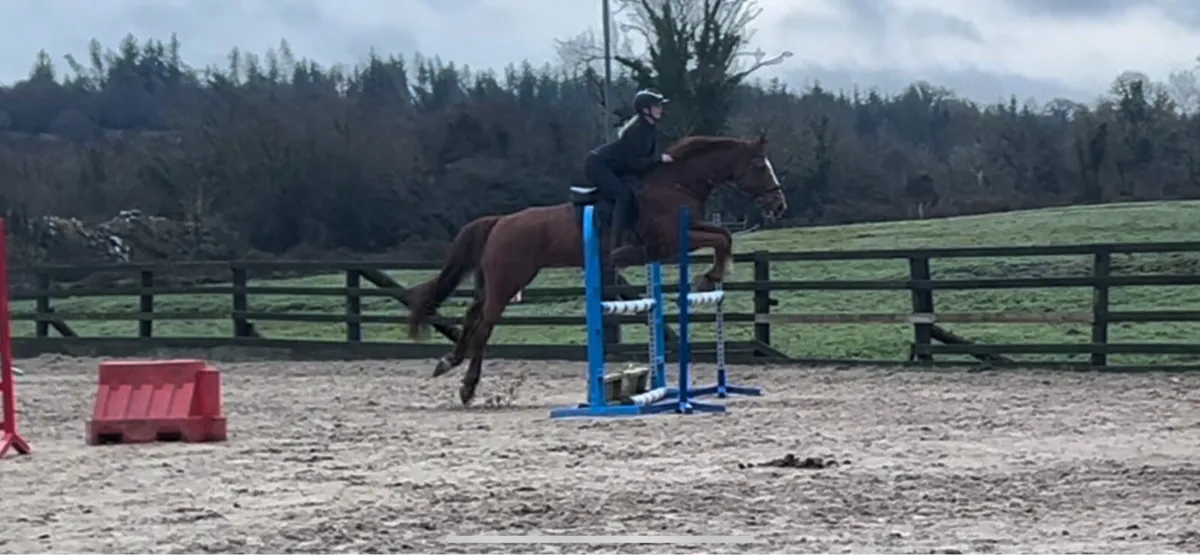 16.2hh 16yo schoolmaster - Image 2