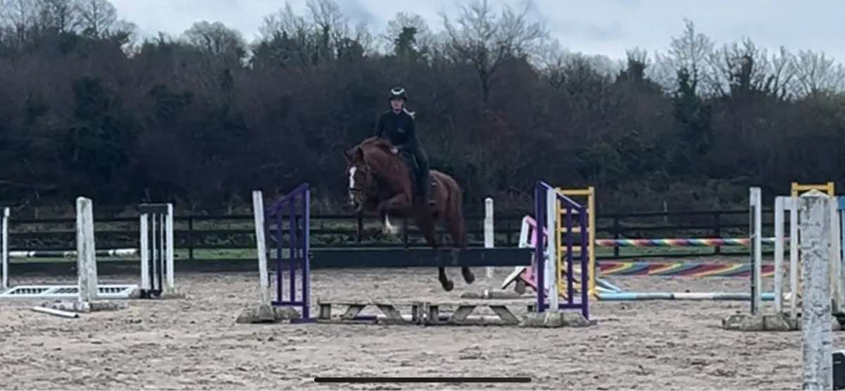 16.2hh 16yo schoolmaster - Image 3