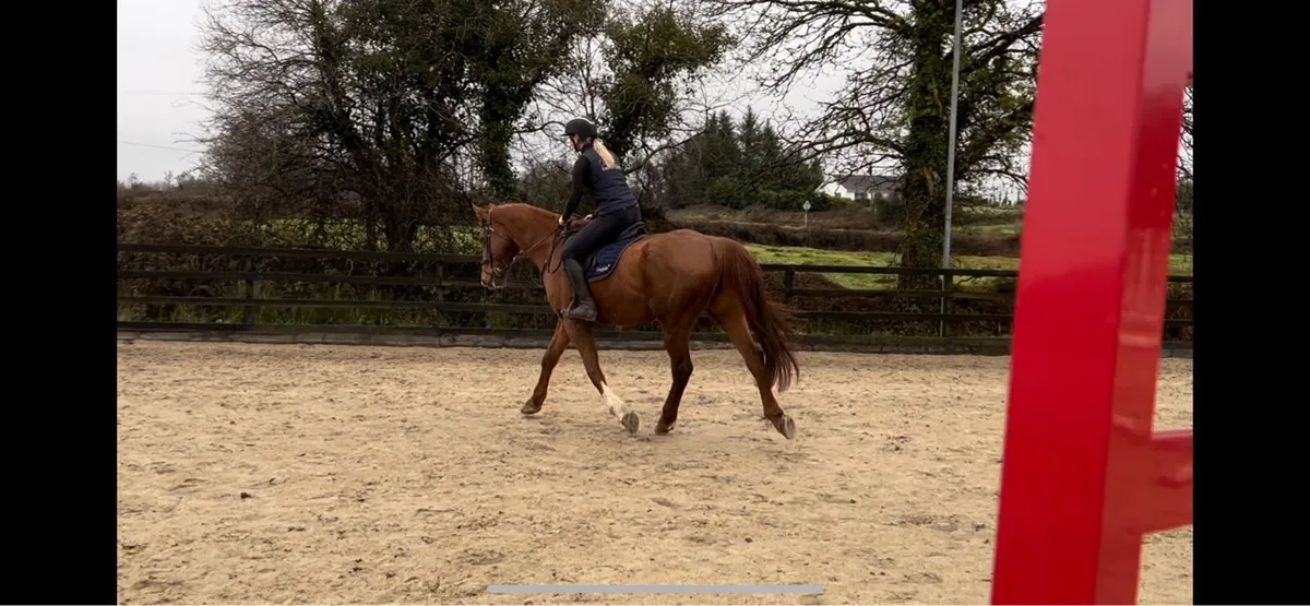 16.2hh 16yo schoolmaster - Image 4