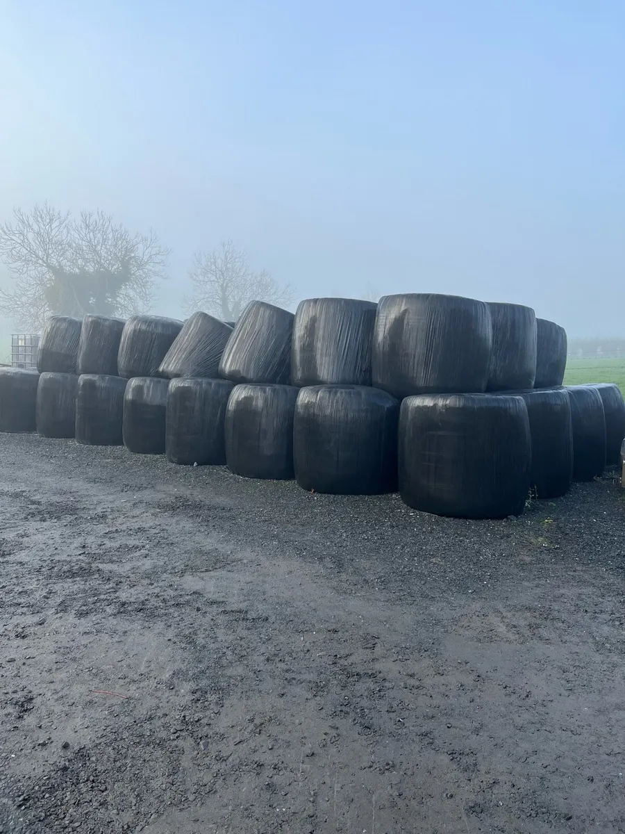 Pit and round bale silage plus barley straw - Image 3