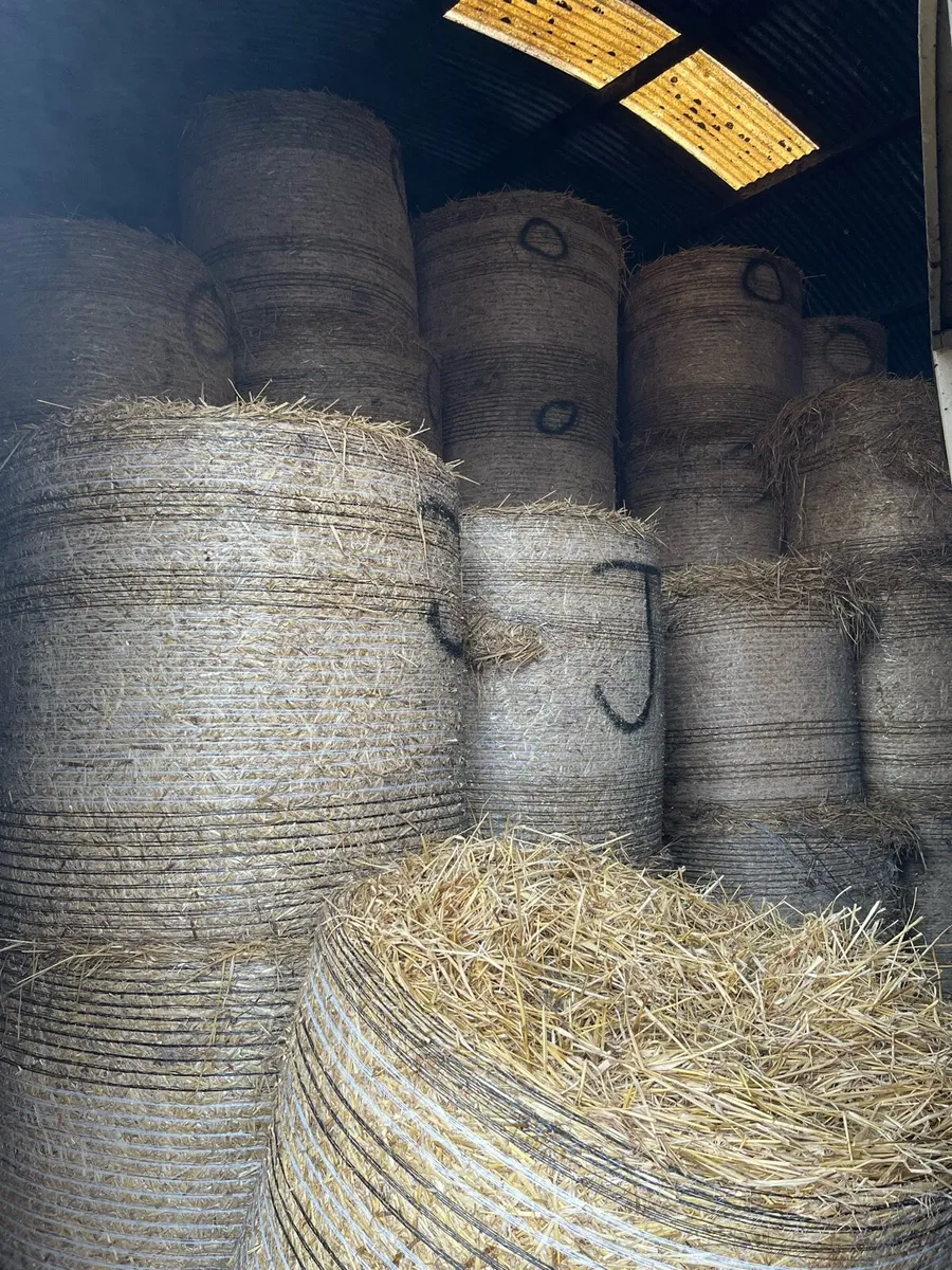 Pit and round bale silage plus barley straw - Image 4