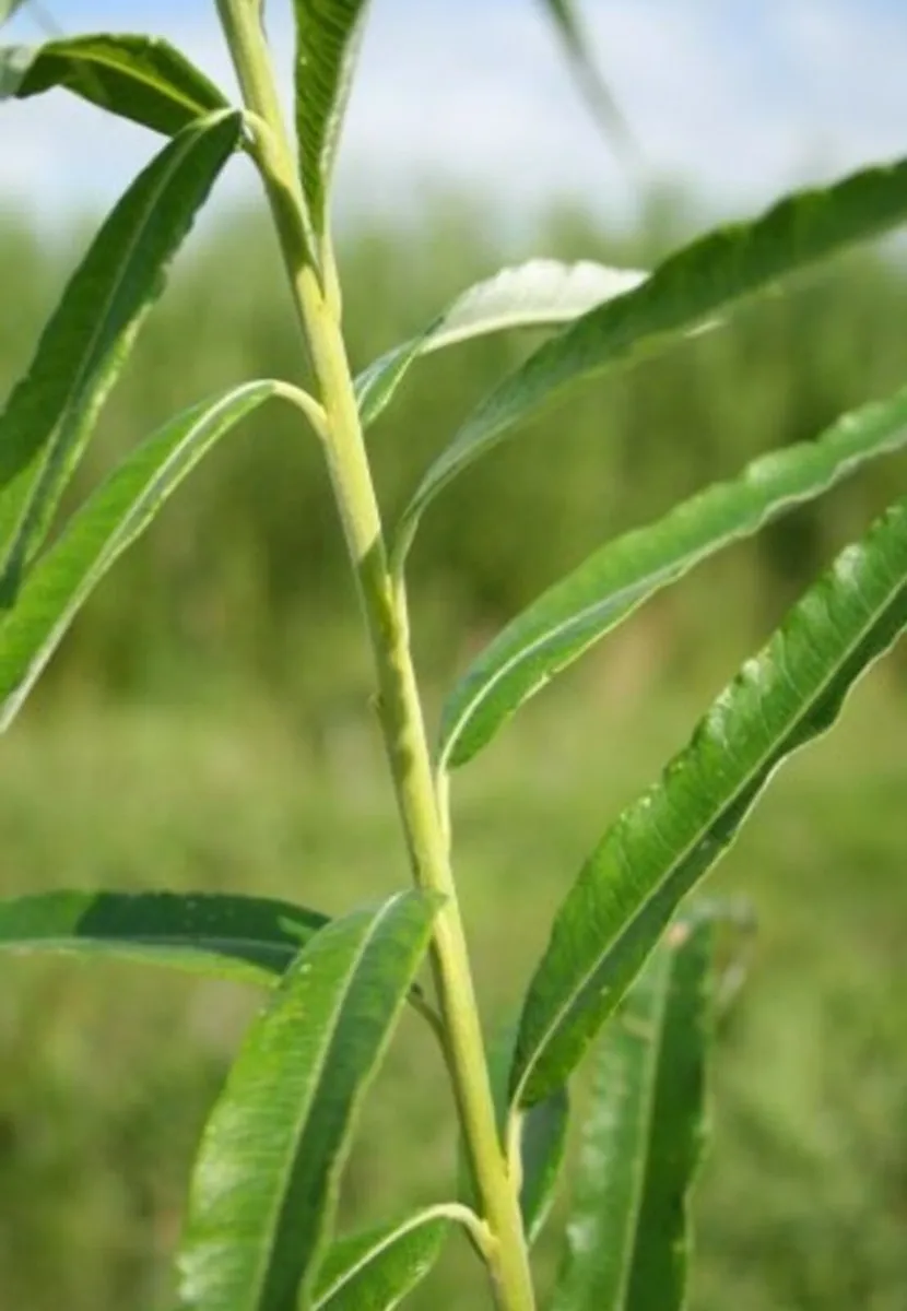 150x12" hybrid willow rod cuttings hedging eco fir - Image 2