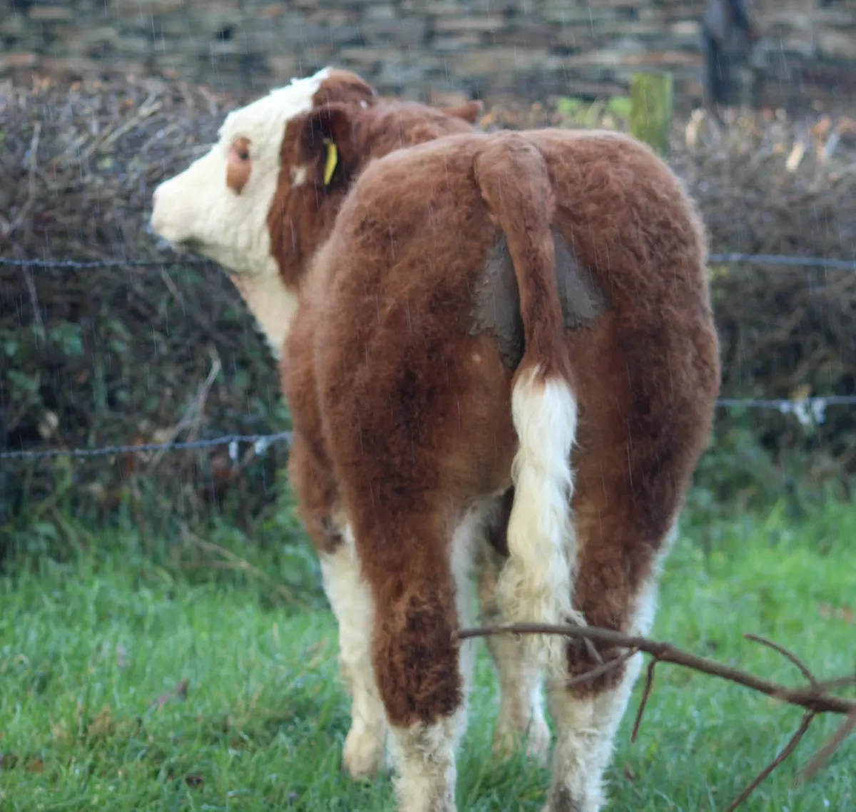 Belgium blues and charolais - Image 3