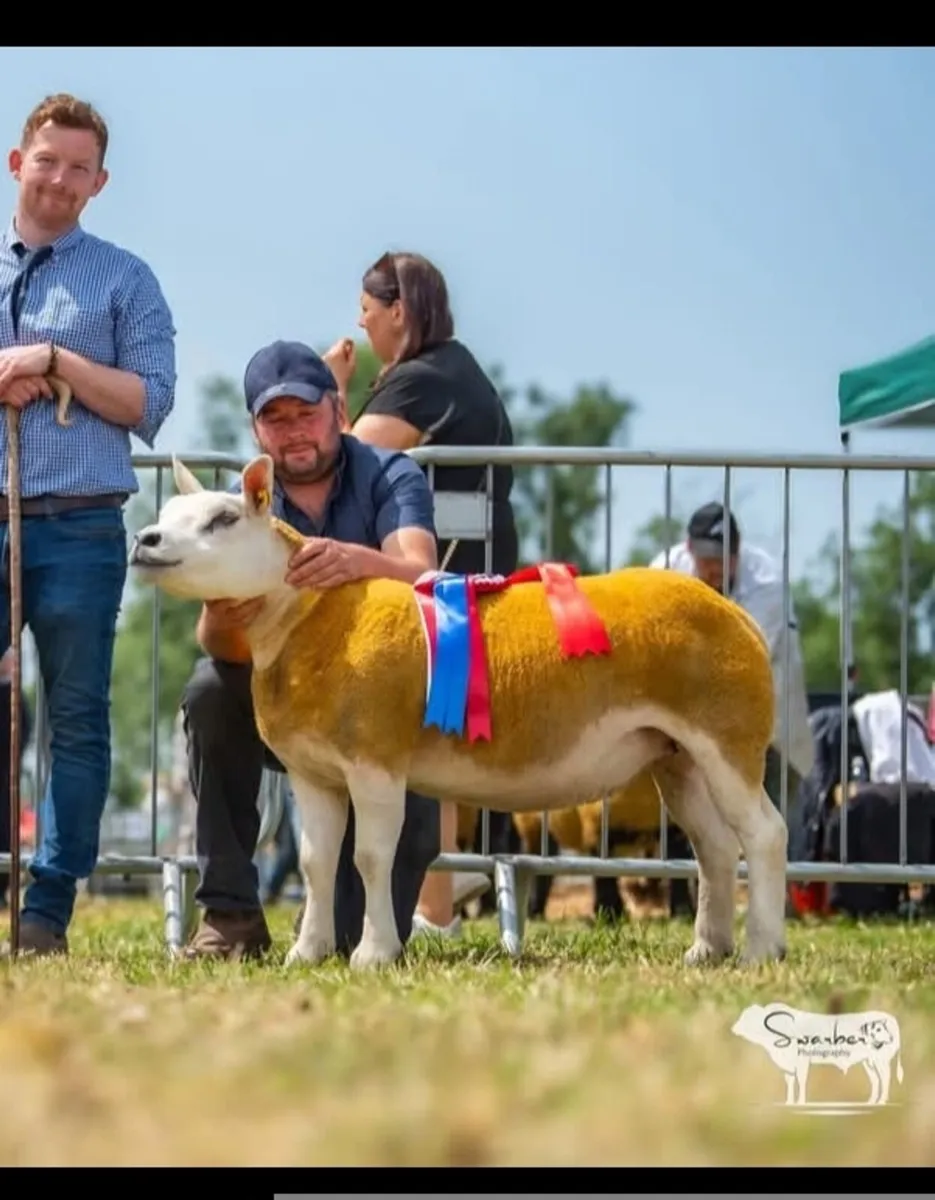 Pedigree Texel inlamb sale Roscommon mart - Image 2