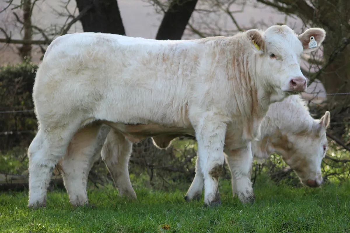 Belgium blues and charolais - Image 4