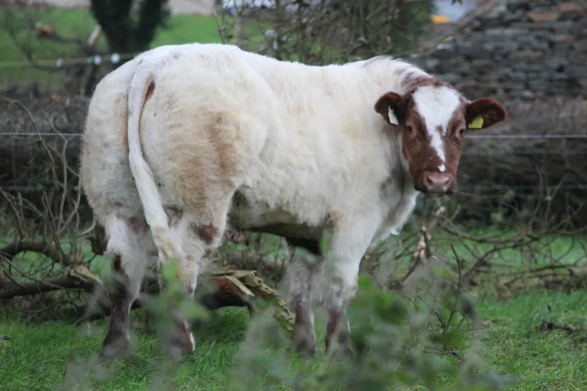 Belgium blues and charolais - Image 1