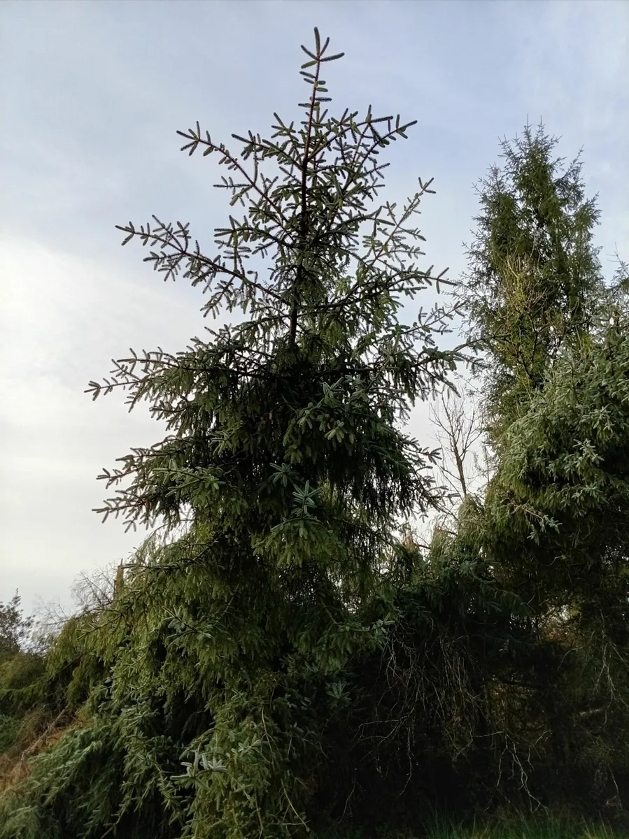 Christmas Trees (Cut any size) - Image 1