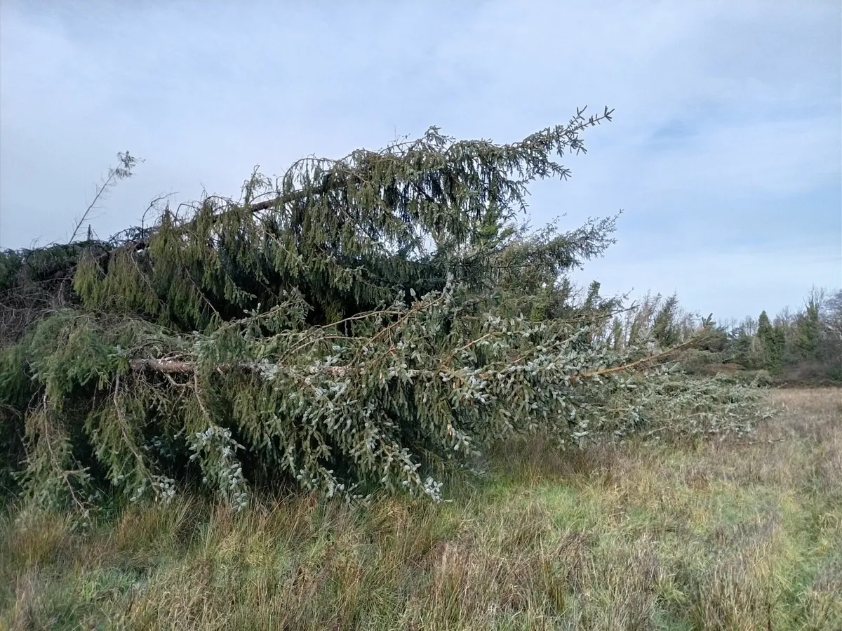 Christmas Trees (Cut any size) - Image 2