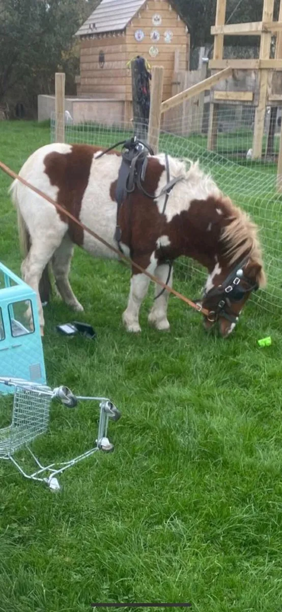 Shetland pony - Image 2