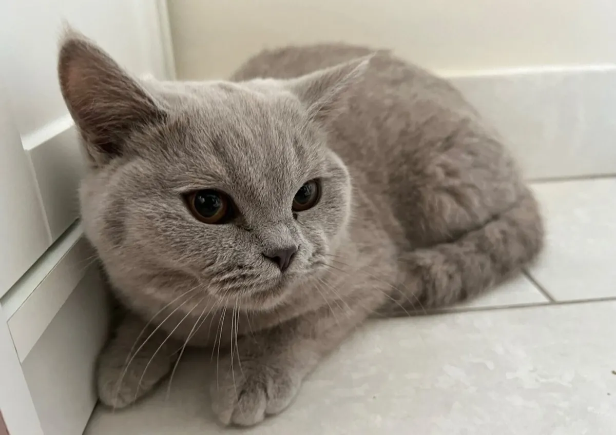 British Shorthair Queens GCCFI - Image 3