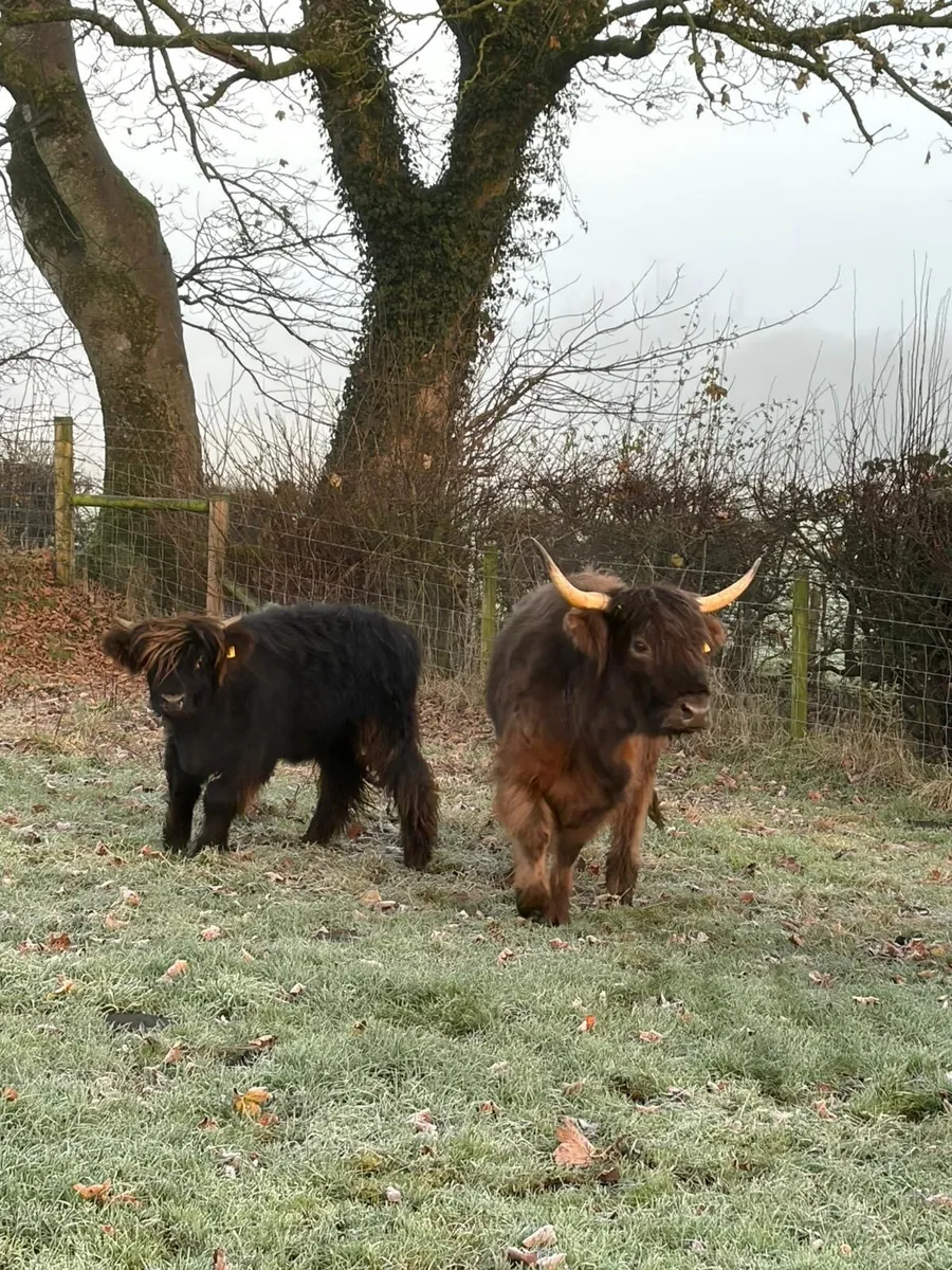 Highland cow and calf - Image 2
