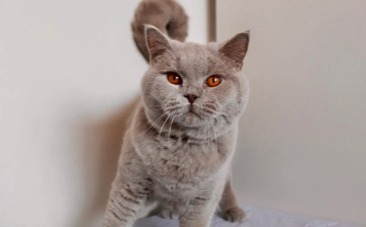 British Shorthair Queens GCCFI - Image 4